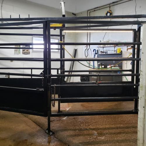 7 bovine inside surgery