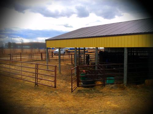 Bovine outside fencing