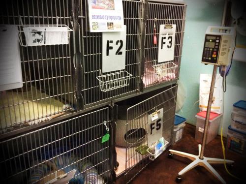 Kennel Area